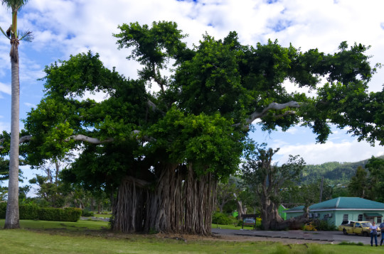Baum im Naturpark Roseau